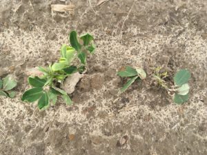 Cover photo for Flumioxazin Injury on Peanut Peanut Notes No. 45 2018