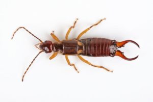 Earwig sample