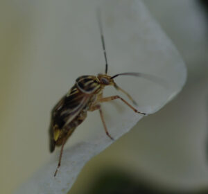 Cover photo for Insecticide Recommendations for Tarnished Plant Bug