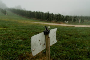 Brown marmorated stink bug sticky trap in apple orchard