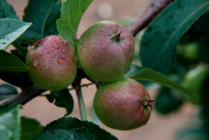 close-up image of small apples