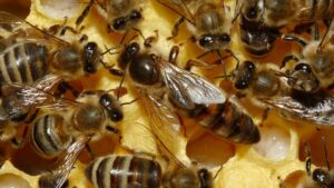 queen bee, honey bees