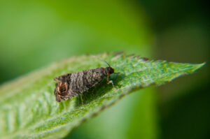 Codling moth