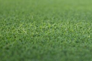 Cover photo for Yellow Spot or Bacterial Etiolation? That Is the Question.