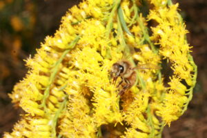 Cover photo for What Should I Be Doing in My Apiary This Month?  October