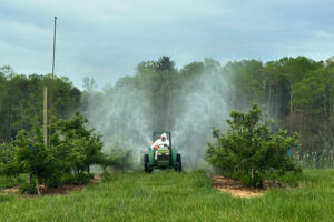 Spraying apple orchard