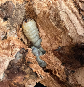 Cover photo for It is Time to Sample for Prionus Beetles in Blueberries!
