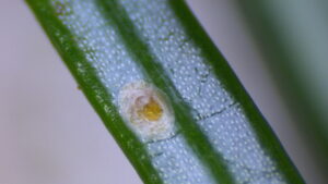 photo of scale insect on needle
