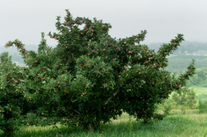 Apple tree