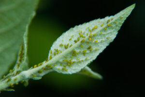 Aphids on apple leaf