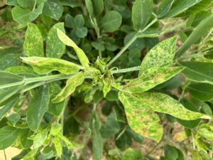 Cover photo for Tomato Spotted Wilt Peanut Notes No. 139 2025