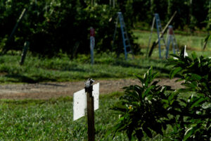 Brown marmorated stink bug trap