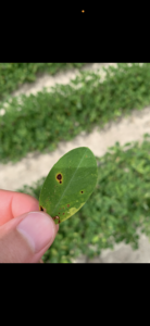 Cover photo for Spots on Leaves Peanut Notes No. 146 2025