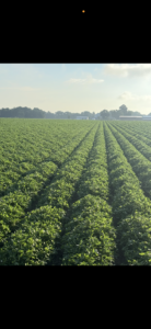 Cover photo for Prohexadione Calcium Timing With Inconsistent Peanut Growth Peanut Notes No. 153 2025