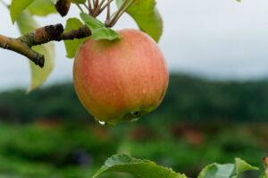 Apple in an orchard