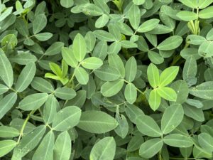 Cover photo for Regrowth After Prohexadione Calcium Peanut Notes No. 208 2025