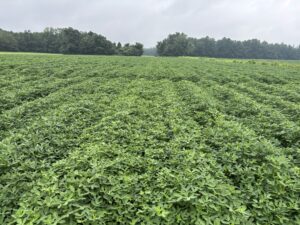 Cover photo for Pod Development in a Field in Bladen County Peanut Notes No. 209 2025