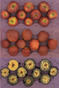 Cover photo for 2025 Apple Maturity Pilot Program [9.10.25]