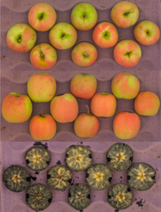 Cover photo for 2025 Apple Maturity Pilot Program [10.08.25]